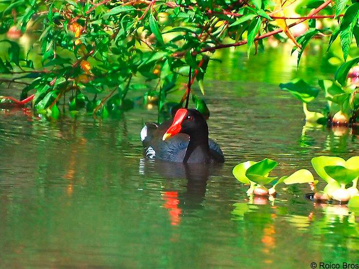 Poule d'eau