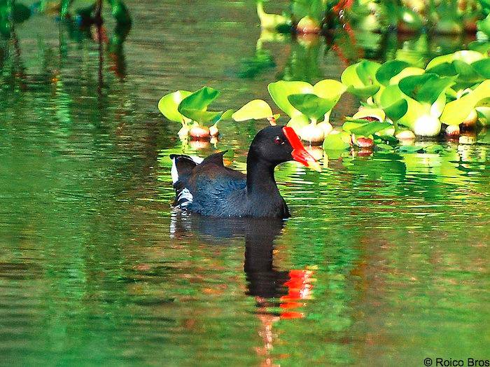 Poule d'eau