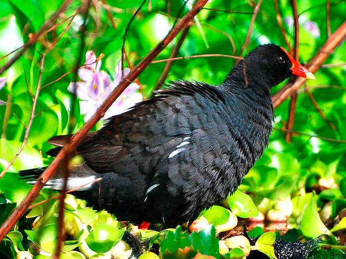 Poule d'eau à cachet rouge