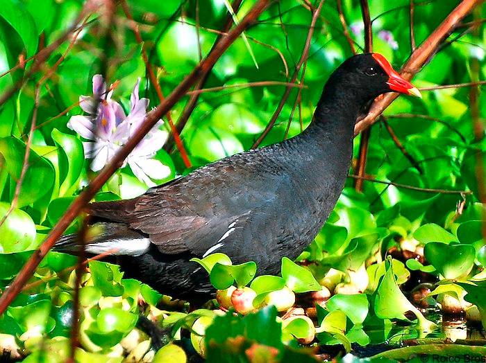 Poule d'eau à cachet rouge