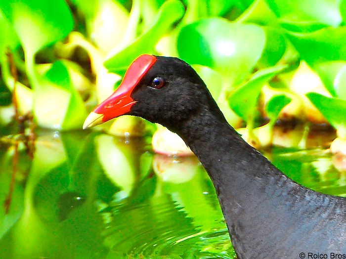 Poule d'eau