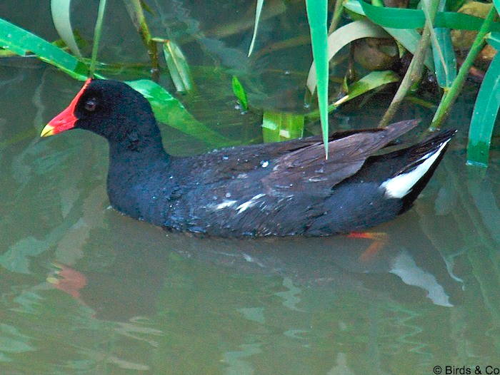 Poule d'eau