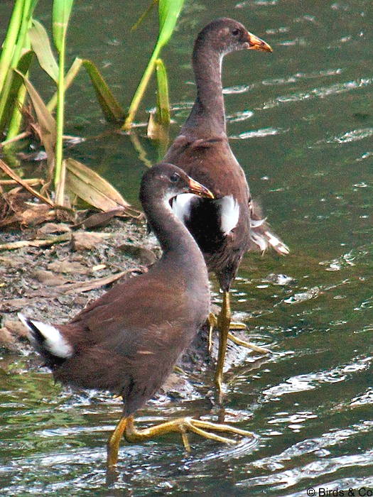 Poule d'eau