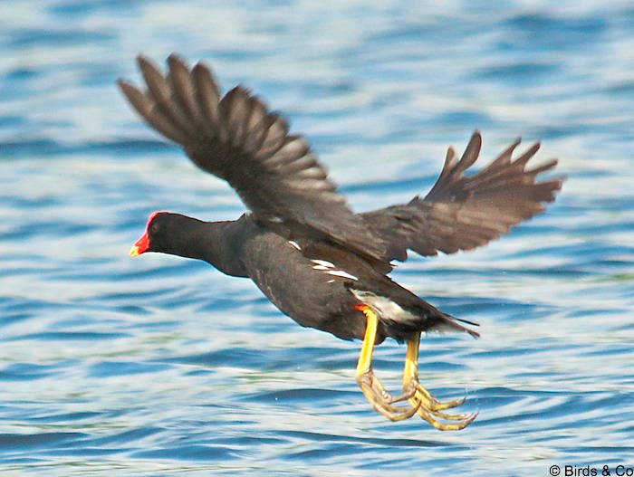 Poule d'eau