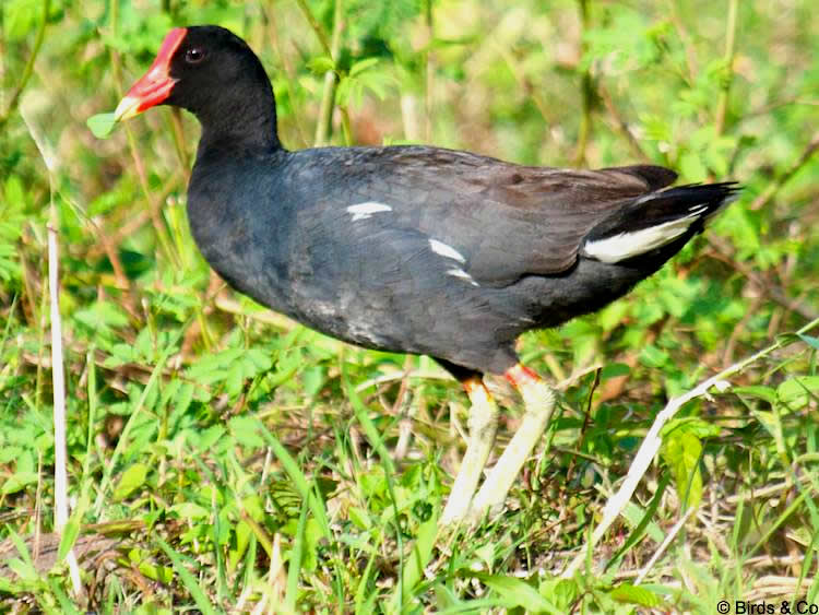 Poule d'eau