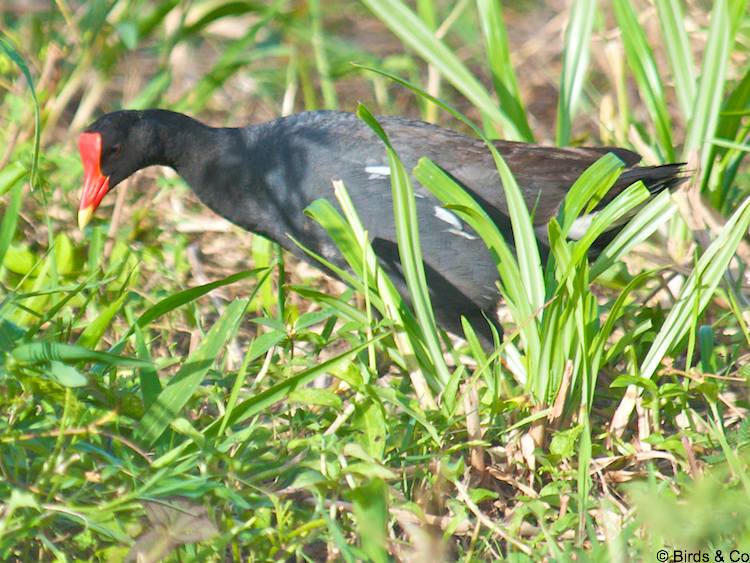 Poule d'eau