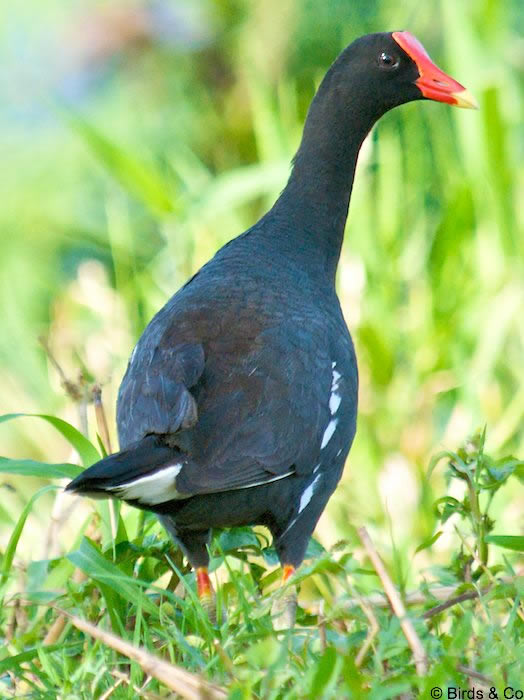 Poule d'eau