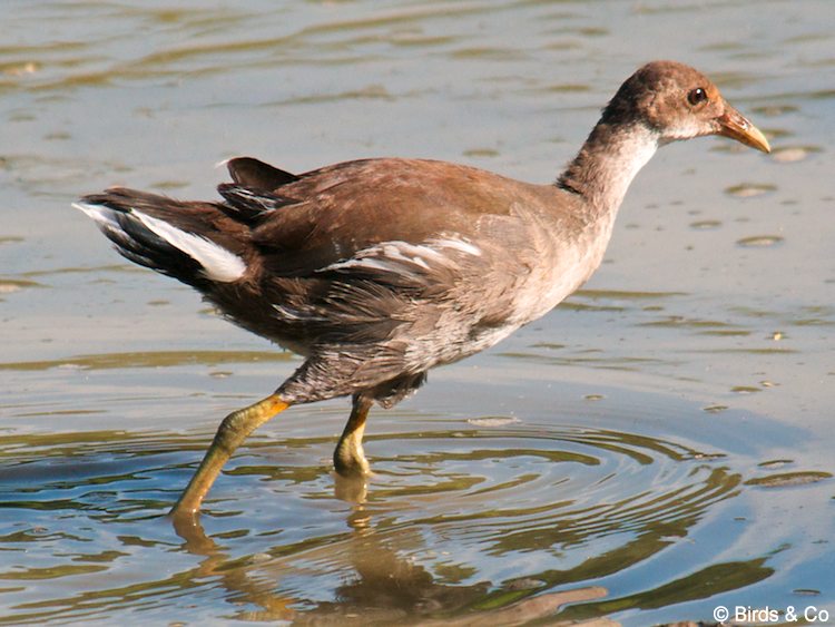 Poule d'eau