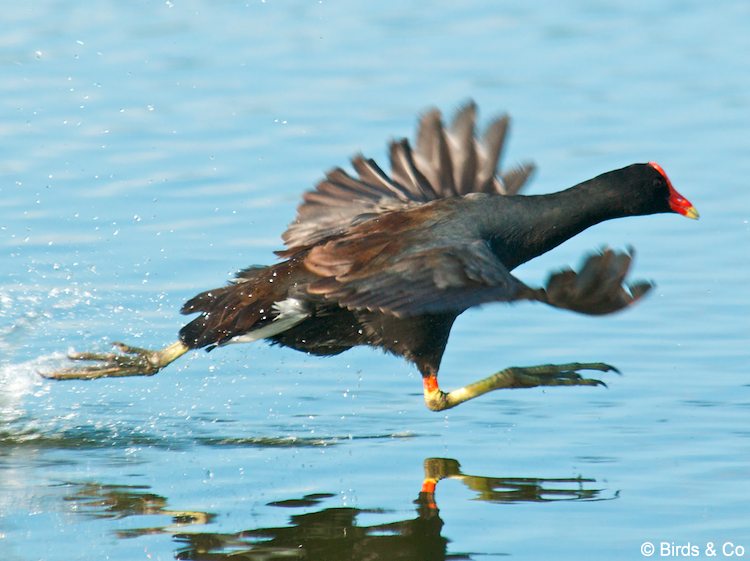 Poule d'eau