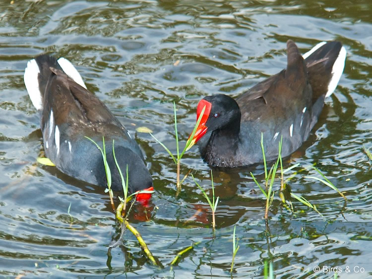 Poule d'eau