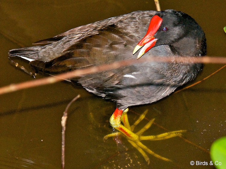 Poule d'eau