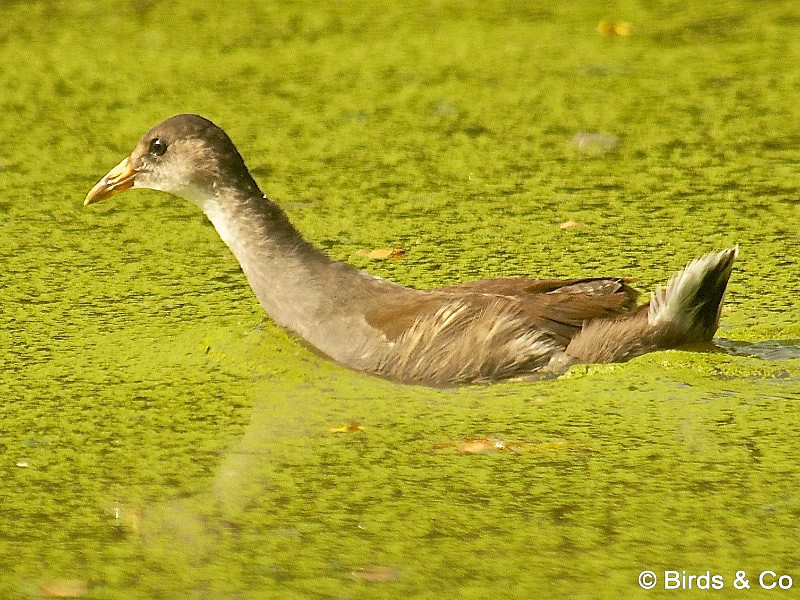 Poule d'eau à cachet rouge