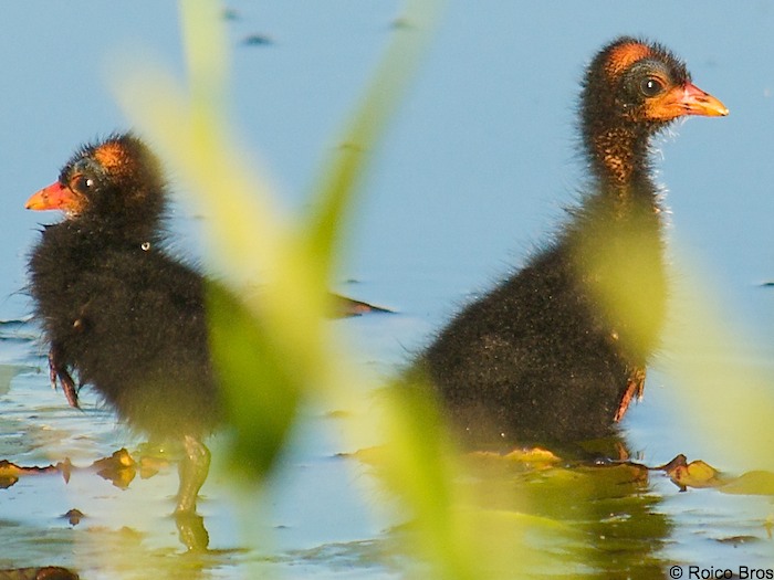 Poule d'eau BB