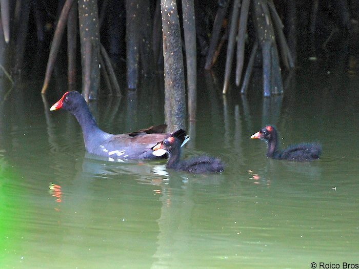 Poule d'eau BB