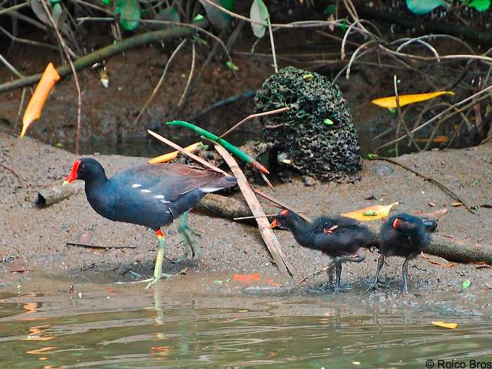 BB Poule d'eau