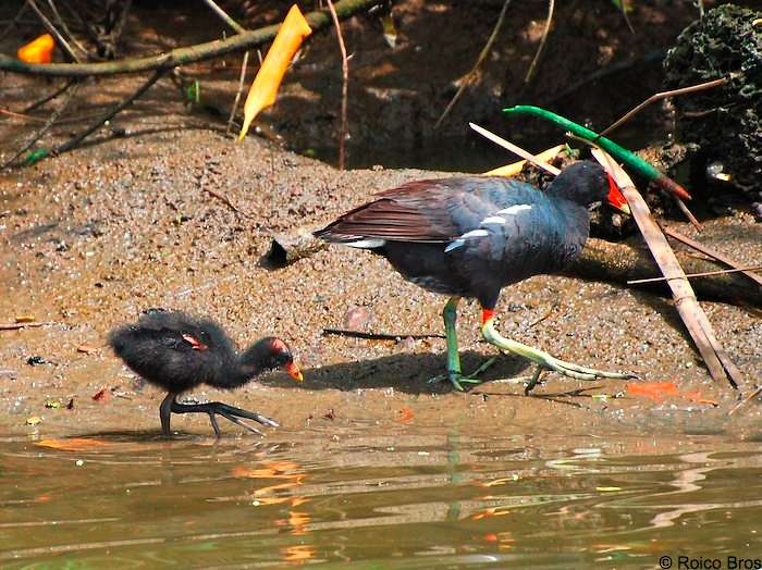 BB Poule d'eau