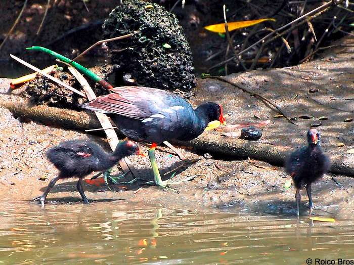 Poule d'eau BB