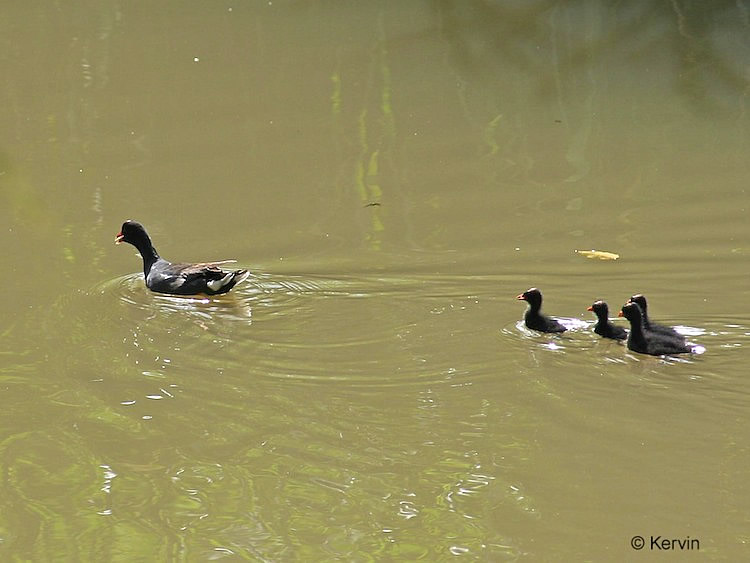 Poule d'eau