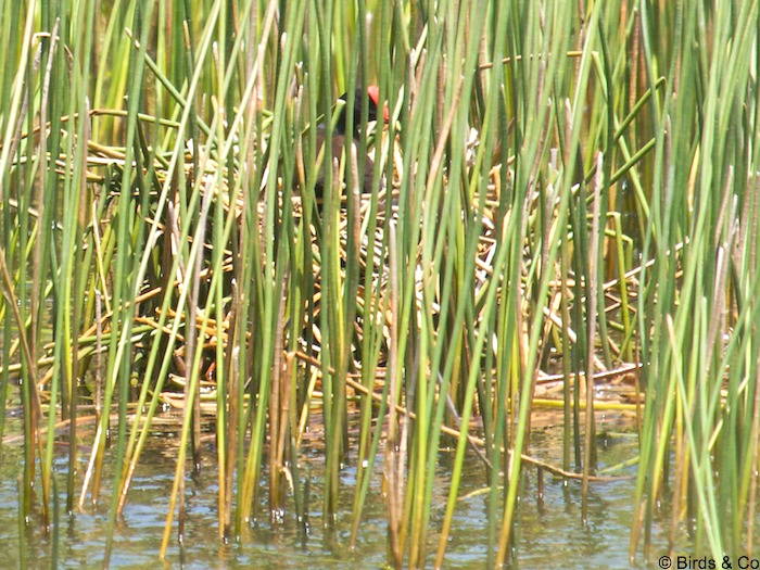 Poule d'eau