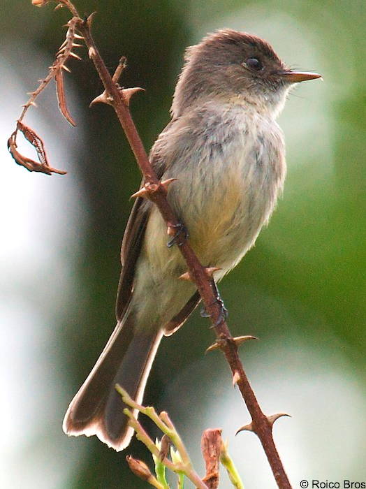 Gobe-mouche