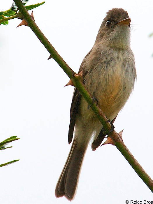 Gobe-mouche