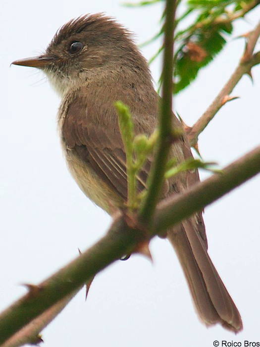 Gobe-mouche