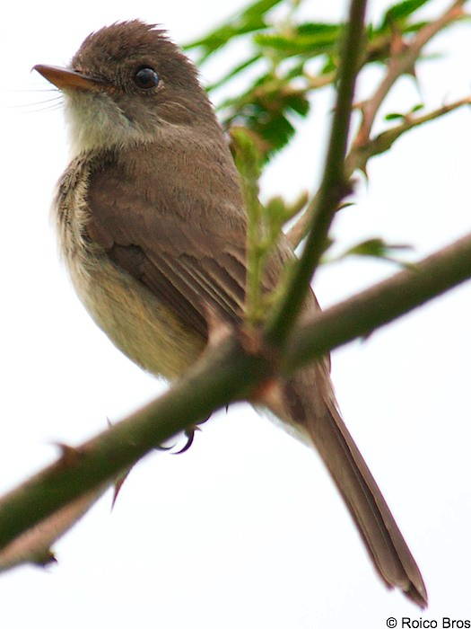 Gobe-mouche