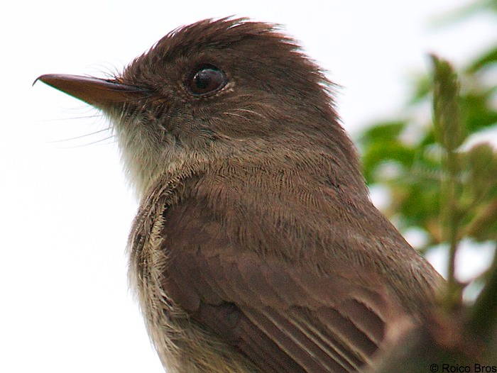 Gobe-mouche