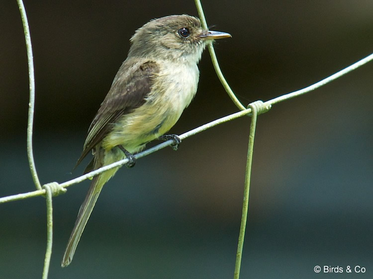 Gobe-mouche