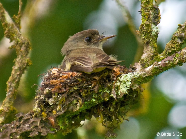 Gobe-mouche