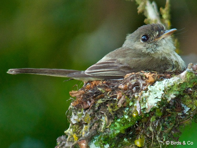 Gobe-mouche