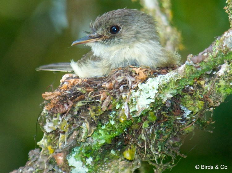 Gobe-mouche