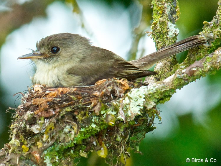 Gobe-mouche