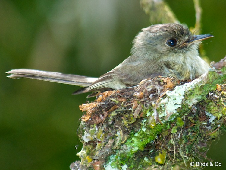 Gobe-mouche