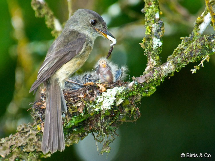 Gobe-mouche