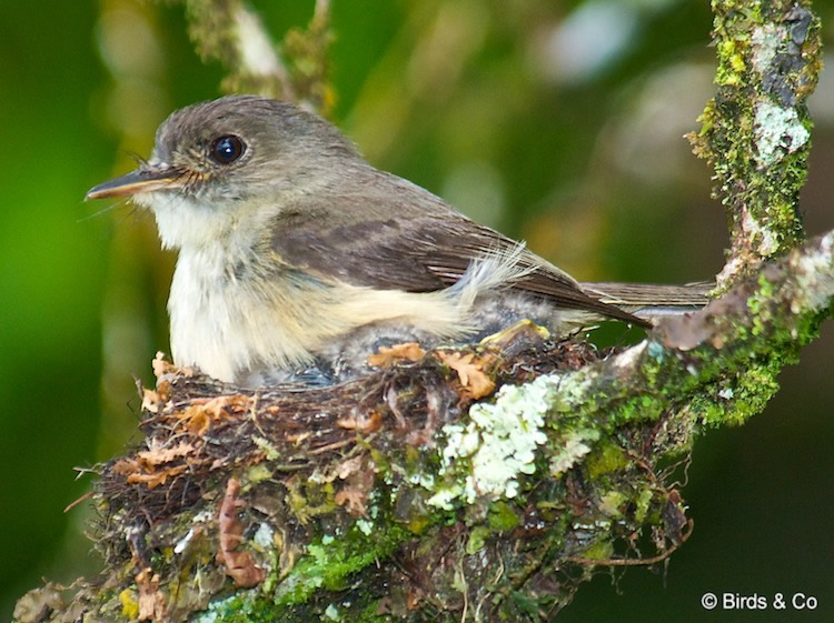 Gobe-mouche