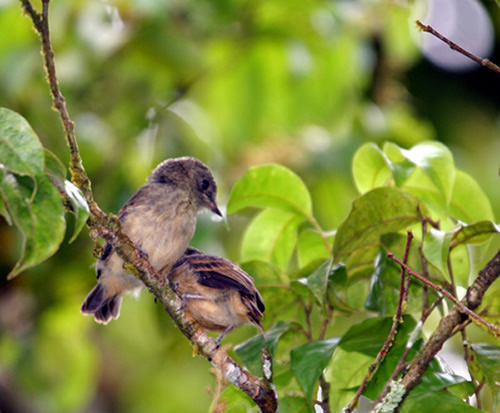 Gobe-mouche