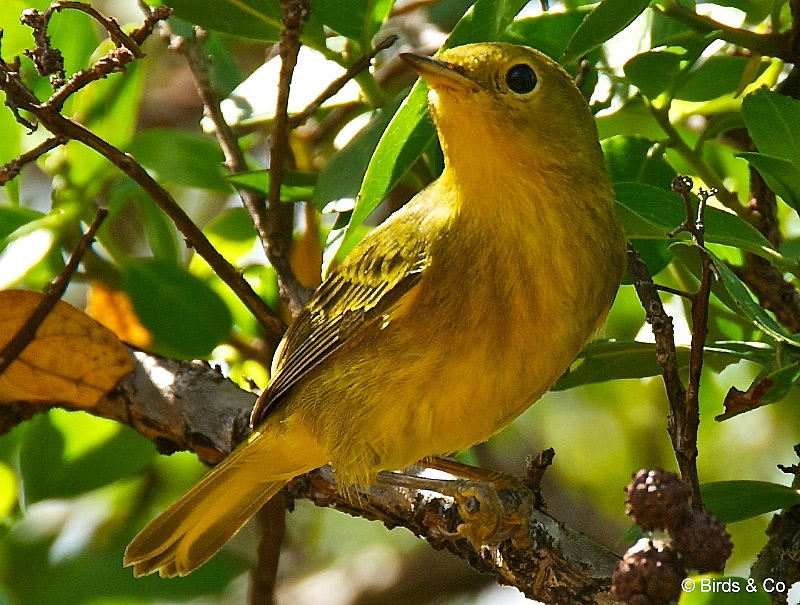 Paruline jaune