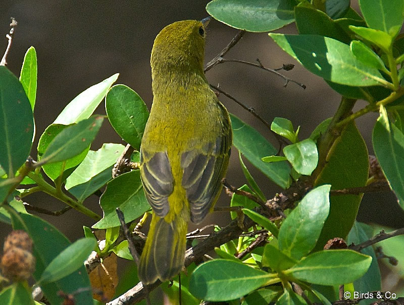 Paruline jaune