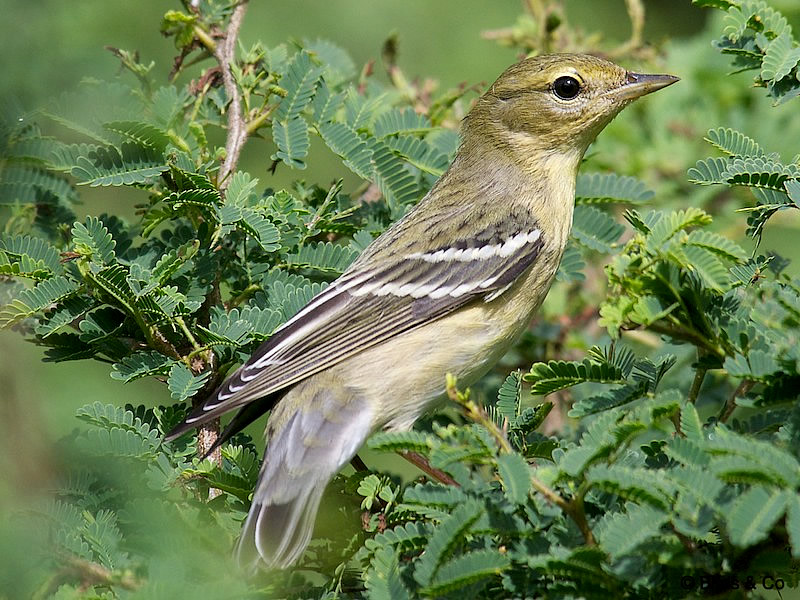 Paruline rayée