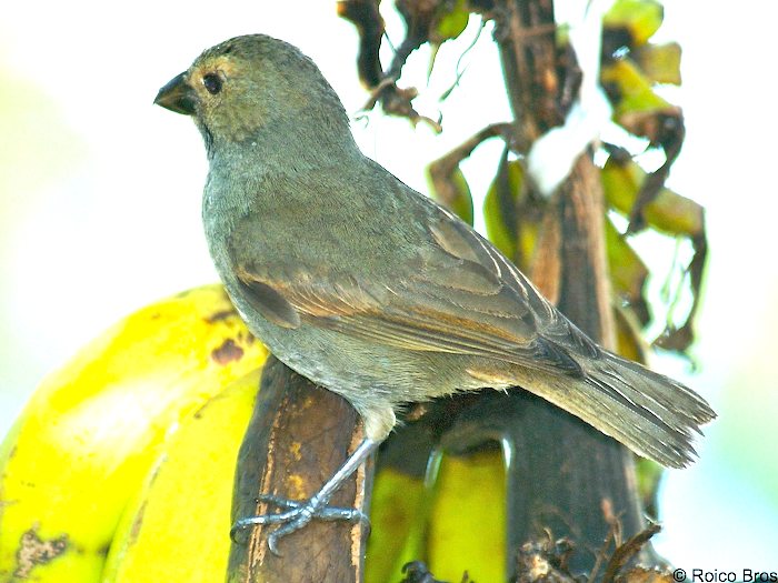 Pere noir, Rouge-gorge