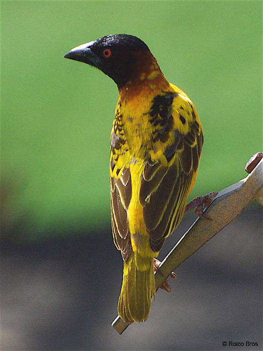 Tisserin gendarme