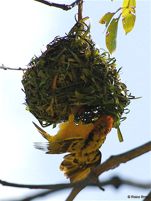 Tisserin gendarme