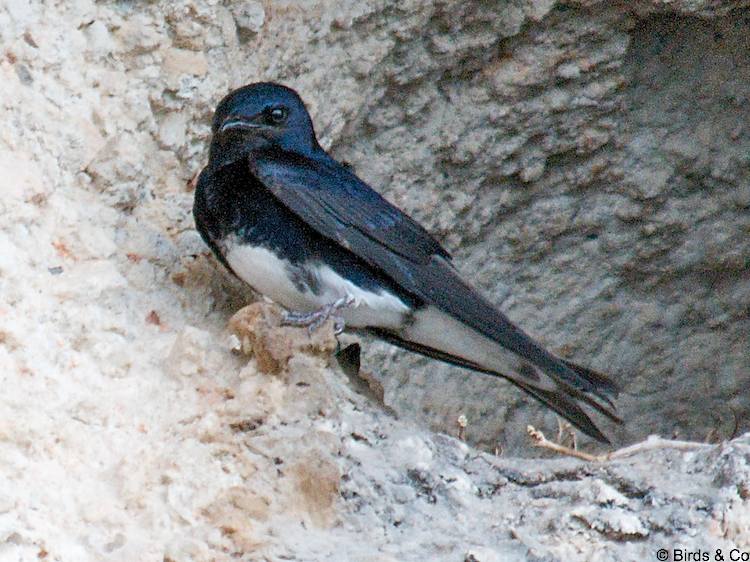 Hirondelle à ventre blanc