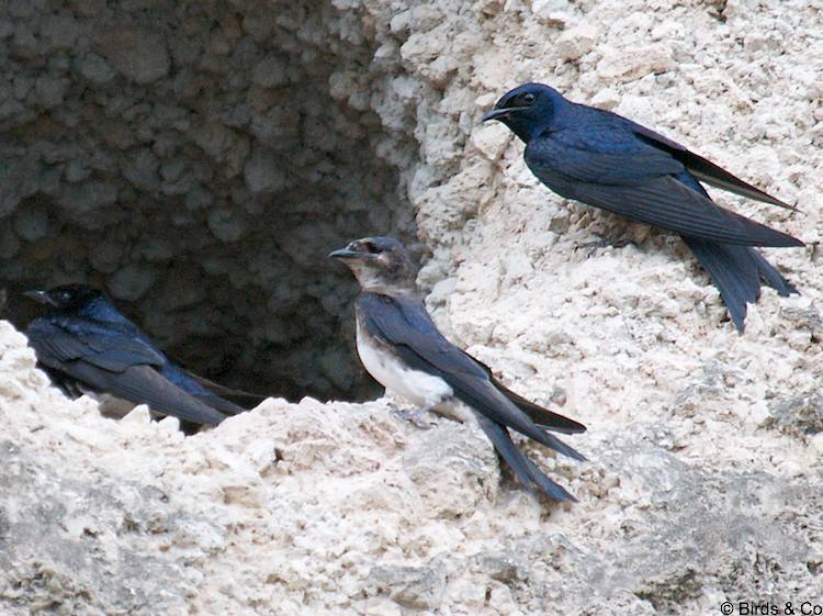 Hirondelle à ventre blanc