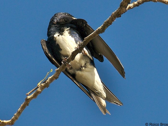 Hirondelle à ventre blanc