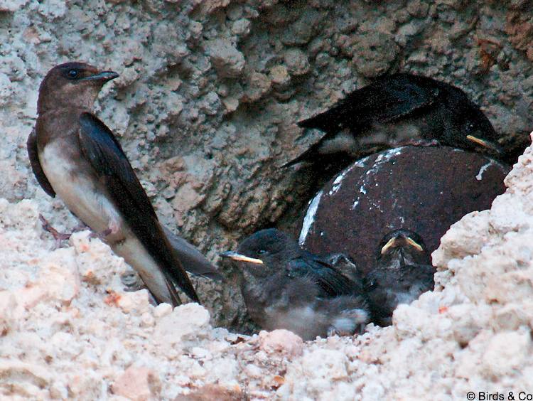 Hirondelle à ventre blanc