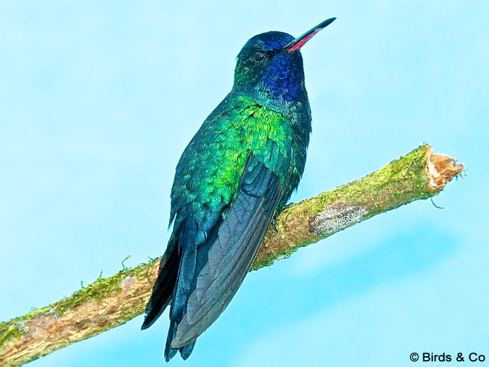 Le Colibri à tête bleue  le site Internet de l'Observatoire