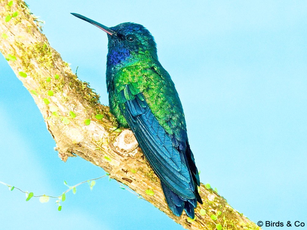 Le Colibri à tête bleue  le site Internet de l'Observatoire