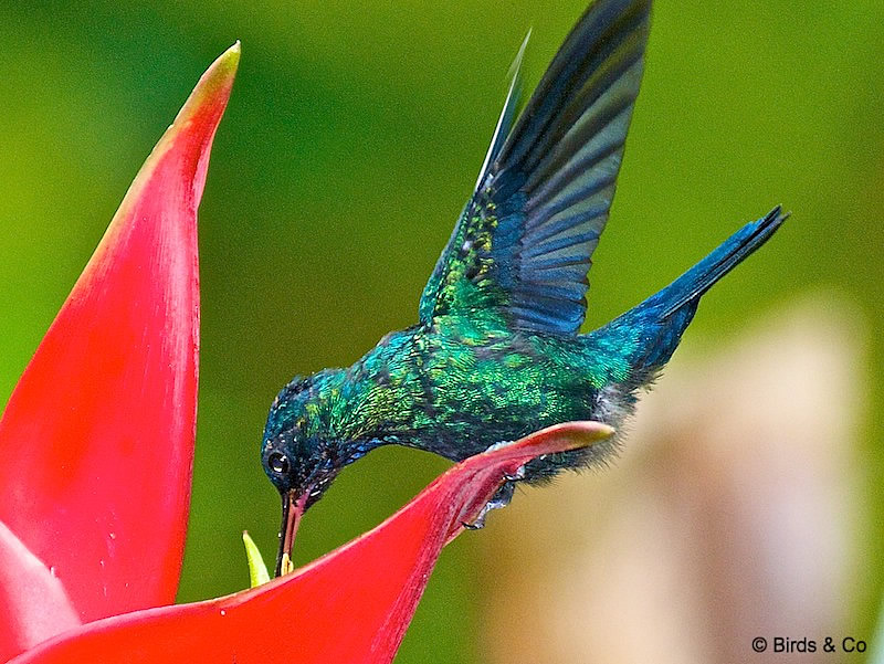 Colibri à tête bleue